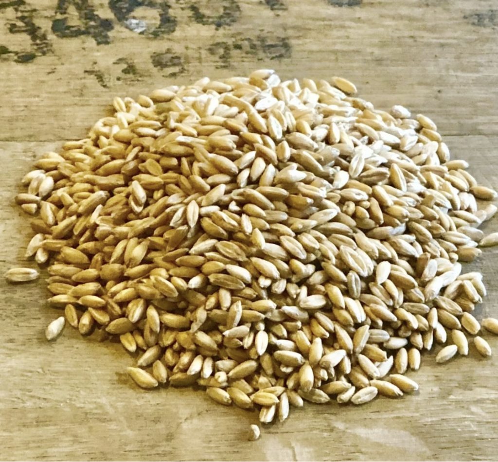 wheat berries on table